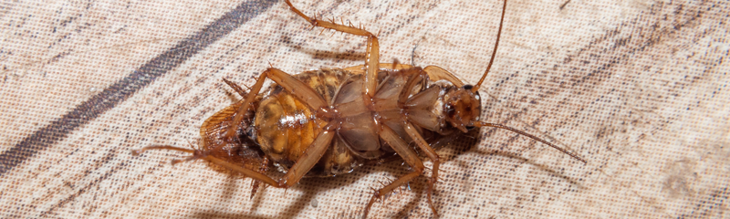 Cockroach pest control service in Torrance, CA