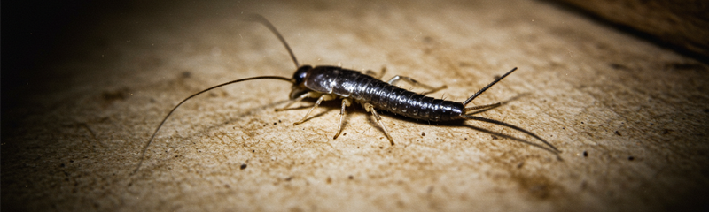 Silverfish pest control in Torrance, CA